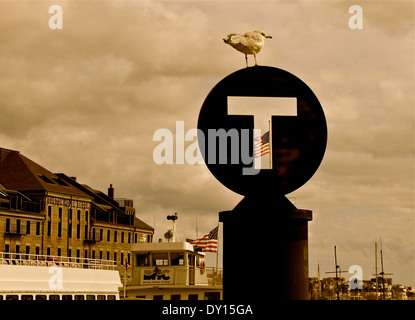 Möwe auf einem Pier, auf dem Hintergrund, zwei amerikanische Flaggen. Boston, Massachusetts, Vereinigte Staaten Stockfoto