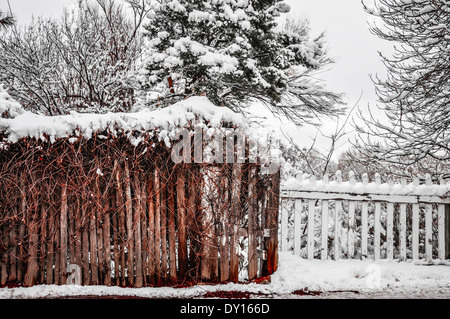 Winter-Szene von Schnee bedeckt Reben auf Coyote Zaun vor weißen Lattenzaun und Schnee bedeckt Tress überwuchert. Stockfoto