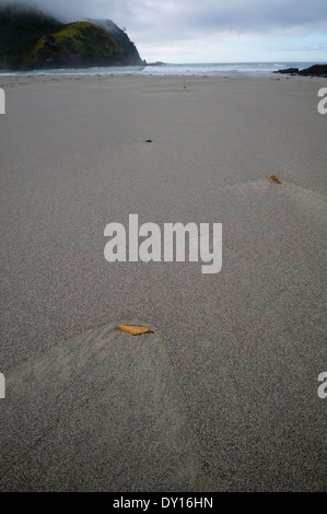 Blatt an einem Strand in Tapotupotu, in der Nähe von Cape Reinga New Zealand. Stockfoto