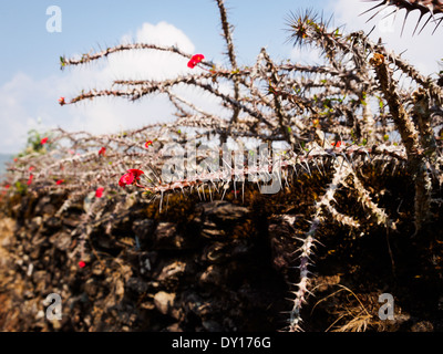 Dornenkrone, die Pflanze gepflanzt wird, oben auf Zäune in Dhampus, Nepal, als natürliche "Barbed Wire" Stockfoto
