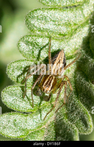 Wolf Spinne sitzt auf Lavendel Blatt in Australien Stockfoto