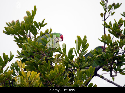 Rot-gekrönter Amazon Parrot Stockfoto