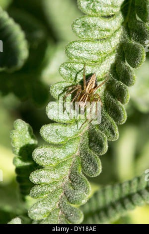 Wolf Spinne sitzt auf Lavendel Blatt in Australien Stockfoto