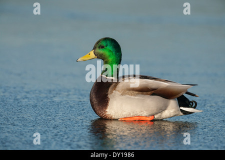 Mallard duck Drake ruht auf gefrorenen Lagune-Victoria, Vancouver Island, British Columbia, Kanada. Stockfoto