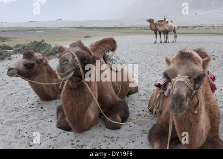 Ladakh, Indien. Baktrischen Kamele für touristische Fahrten eingesetzt, Nubra Valley Sanddünen, in der Nähe der Stadt Hunder Stockfoto