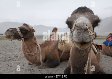 Ladakh, Indien. Baktrischen Kamele für touristische Fahrten eingesetzt, Nubra Valley Sanddünen, in der Nähe der Stadt Hunder Stockfoto