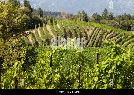 Reihen von Weinreben an Pride Mountain Vineyards, St. Helena, Napa Valley, Kalifornien, USA Stockfoto