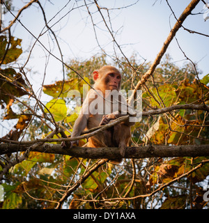 Rhesus-Makaken (Macaca Mulatta), Nepal Stockfoto