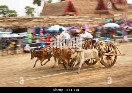 Jährlichen Kuh racing auf 9. April 2011 in Phetchaburi, Thailand. Stockfoto