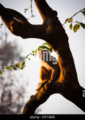 Rhesus-Makaken (Macaca Mulatta), Nepal Stockfoto