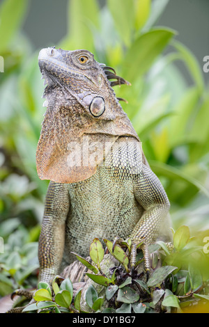 Ein grüner Leguan zeigt im Tortuguero Nationalpark in Costa Rica. Stockfoto