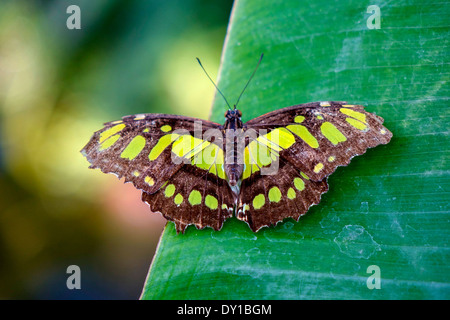 Tropischen Malachit Schmetterling (Siproeta Stelenes) sitzt auf einem Blatt Stockfoto