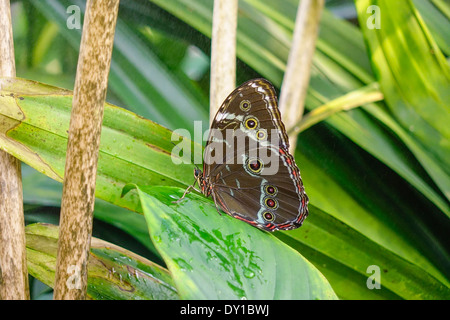 Tropischer Schmetterling, Blue Morpho (Morpho Peleides) Stockfoto