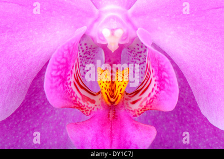 Close-Up der rosa Orchidee Stockfoto
