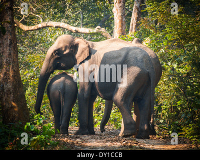 Wilde Elefanten (von Herde von etwa 17) in Bardia Nationalpark, Nepal Stockfoto