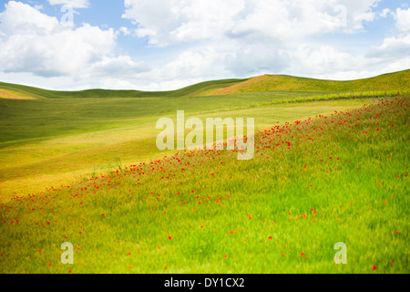 Felder im Frühjahr Italien Stockfoto