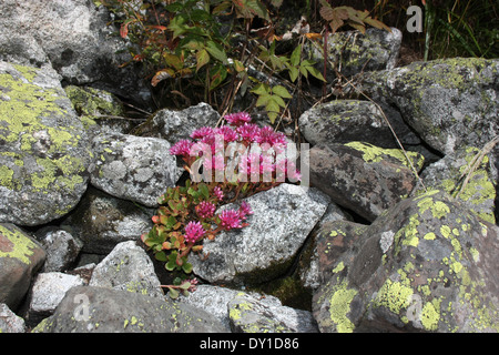 Steinbrech-Pflanze in der Natur Stockfoto