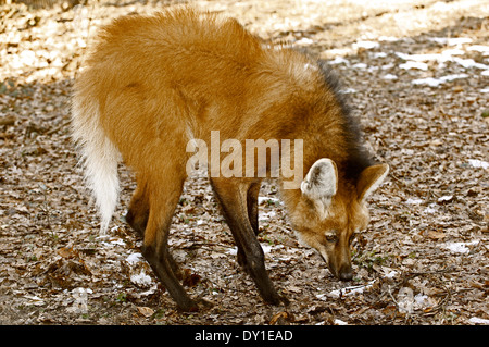 Mähnenwolf (Chrysocyon Brachyurus) beim Schnüffeln auf der Suche nach Nahrung Stockfoto