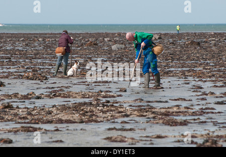 Menschen Sie sammeln Muscheln bei Agon Coutainville, Normandie, Frankreich Stockfoto