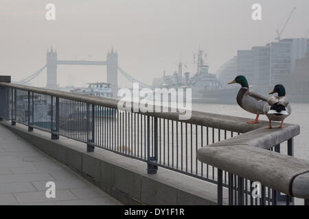 London, UK. 3. April 2014. Zwei Stockente Enten blicken auf Tower Bridge und HMS Belfast liegen unter einer Decke von atmosphärischen Dunst zu Jahresbeginn eine versmogte Tag in London. Stockfoto