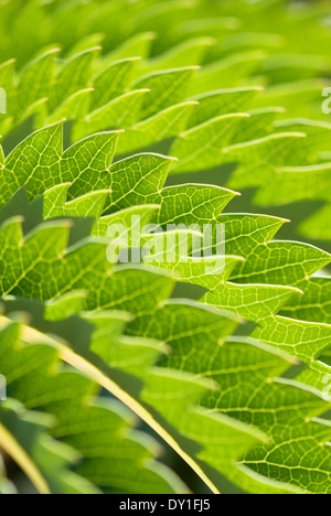 Nahaufnahme von Melianthus major, Honigbusch. Strauch, September. Gezahnte Blätter. Stockfoto