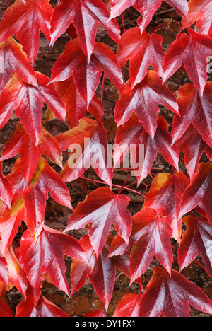 Parthenocissus Tricuspidata, Boston-Efeu. Strauch, October.Red und gelbe Herbstlaub. Stockfoto