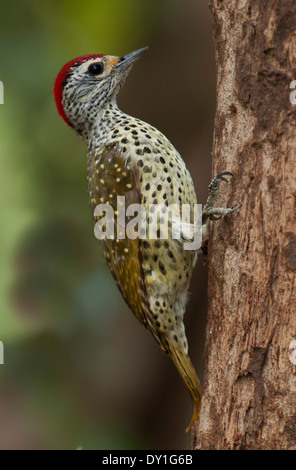 Ein grün-backed Woodpecker (Campethera Caillautii) in Catapu, Provinz Sofala, Mosambik Stockfoto