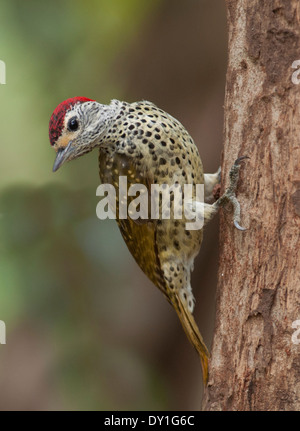 Ein grün-backed Woodpecker (Campethera Caillautii) in Catapu, Provinz Sofala, Mosambik Stockfoto