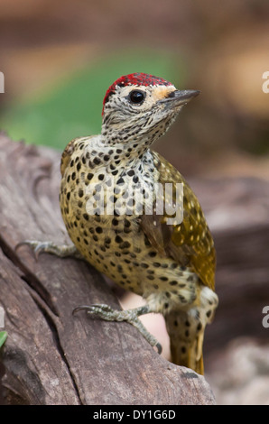 Ein grün-backed Woodpecker (Campethera Caillautii) in Catapu, Provinz Sofala, Mosambik Stockfoto