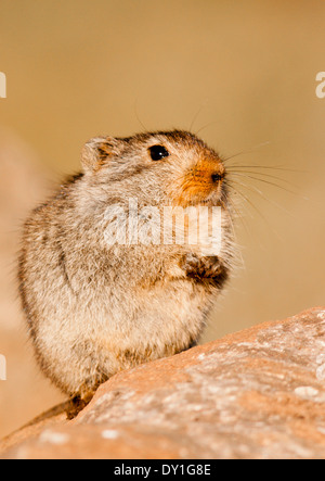 Ein Sloggett Vlei Ratte (Otomys Sloggetti) bei Sani Pass, Lesotho Stockfoto