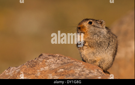 Ein Sloggett Vlei Ratte (Otomys Sloggetti) bei Sani Pass, Lesotho Stockfoto