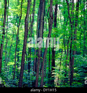 Wald der Robinie oder falsche Akazie (Robinia Pseudoacacia) Stockfoto