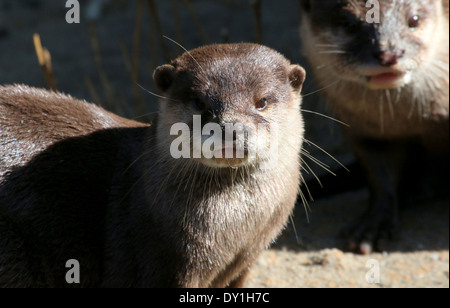 Close - Up des Kopfes eines orientalischen oder asiatischen kleine krallte Otter (Aonyx Cinereus), ein anderer im Hintergrund Stockfoto