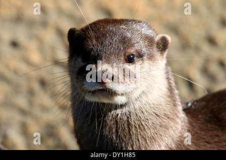 Nahaufnahme des Kopfes eines orientalischen oder asiatischen krallenbewehrten Otters klein (Aonyx Cinereus) Stockfoto