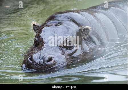 London, UK. 3. April 2014. Pygmäen Flusspferde, entdecken Sie ihr neue Zuhause in Afrika bei der ZSL London Zoo Credit: Piero Cruciatti/Alamy Live News Stockfoto