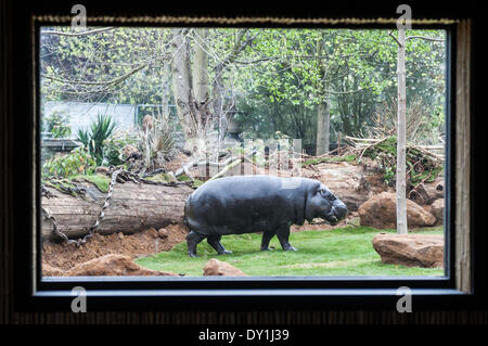 London, UK. 3. April 2014. Pygmäen Flusspferde, entdecken Sie ihr neue Zuhause in Afrika bei der ZSL London Zoo Credit: Piero Cruciatti/Alamy Live News Stockfoto
