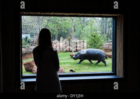 London, UK. 3. April 2014. Pygmäen Flusspferde, entdecken Sie ihr neue Zuhause in Afrika bei der ZSL London Zoo Credit: Piero Cruciatti/Alamy Live News Stockfoto