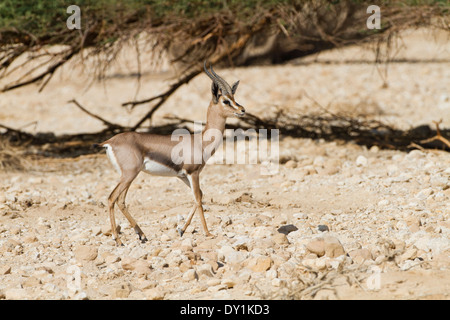 eine sehr seltene Acacia Gazelle (Gazella Gazella Acaciae). Fotografiert in der Aarava Wüste, Israel Stockfoto