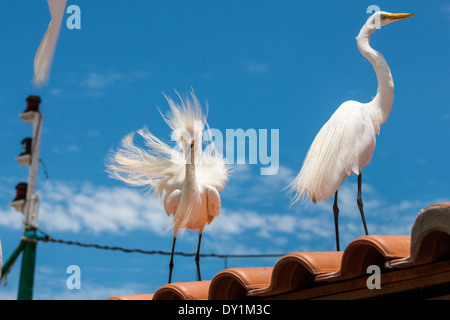 Weißer Reiher, Angra Dos Reis, Costa Smeralda, Rio De Janeiro Stockfoto