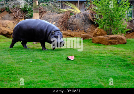 London, UK. 3. April 2014. Pygmy Nilpferde entdecken Sie ihr neue Gehege im London Zoo Credit: Rachel Megawhat/Alamy Live News Stockfoto
