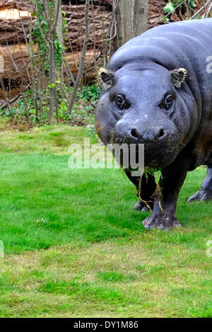 London, UK. 3. April 2014. Pygmy Nilpferde entdecken Sie ihr neue Gehege im London Zoo Credit: Rachel Megawhat/Alamy Live News Stockfoto
