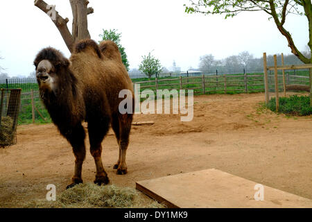 London, UK. 3. April 2014. Ein Kamel isst Unpeturbed durch die Sahara Sand verursachen Smog Umweltverschmutzung in London machen das Minarett der Moschee Regents Park kaum sichtbar hinter ihm Kredit: Rachel Megawhat/Alamy Live News Stockfoto