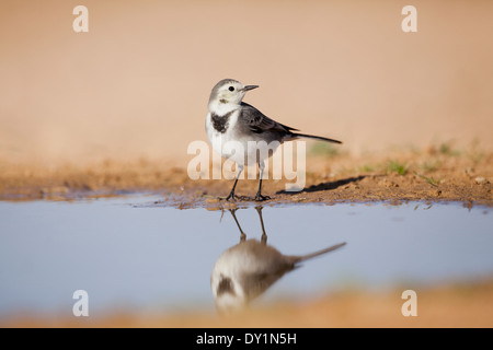 Bachstelze (Motacilla Alba) in der Nähe von Wasser, Wüste Negev, israel Stockfoto