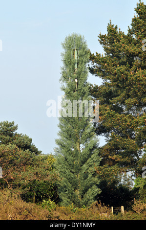 Handy-Mast getarnt als eine Kiefer in der Nähe von Dibden Purlieu am Rande des New Forest, Hampshire, UK. Stockfoto