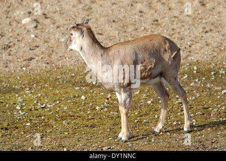 Mufflon (Ovis Aries Gmelini) ist eine Unterart der Wildschafe Ovis Orientalis. Stockfoto