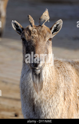 Bucharischen Markhor, auch bekannt als turkmenischen Markhor oder tadschikischen Markhor (Capra Falconeri Heptneri) ist eine vom Aussterben bedrohte Ziege-Antilope. Stockfoto
