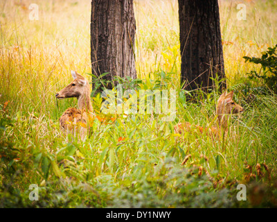 Sumpf, Hirsch oder Barasingha (Rucervus Duvaucelii) in Bardia Nationalpark, Nepal Stockfoto