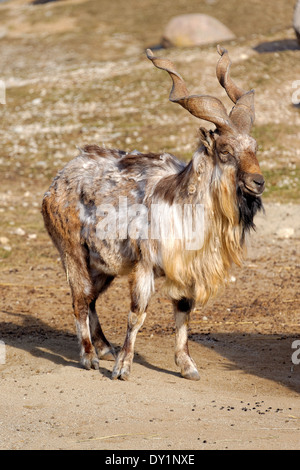 Bucharischen Markhor, auch bekannt als turkmenischen Markhor oder tadschikischen Markhor (Capra Falconeri Heptneri) ist eine vom Aussterben bedrohte Ziege-Antilope. Stockfoto