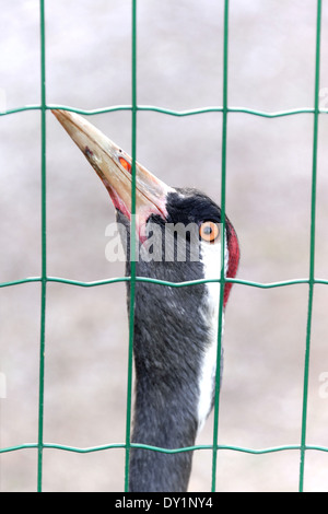 Kraniche (Grus Grus), auch bekannt als der eurasische Kran ist ein Vogel aus der Familie seltene, die Krane. Stockfoto