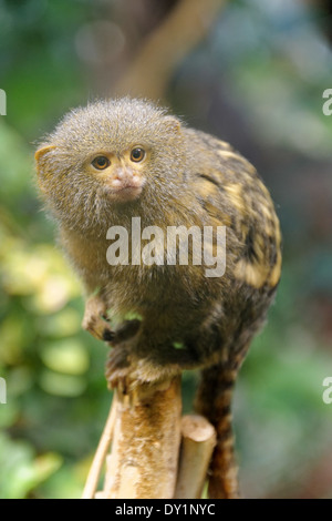 Zwergseidenäffchen (Cebuella Pygmaea) ist eine kleine neue Welt Affe in Regenwäldern im westlichen Amazonasbecken in Südamerika heimisch Stockfoto